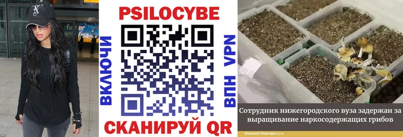 Галлюциногенные грибы мицелий  наркота  Чудово 